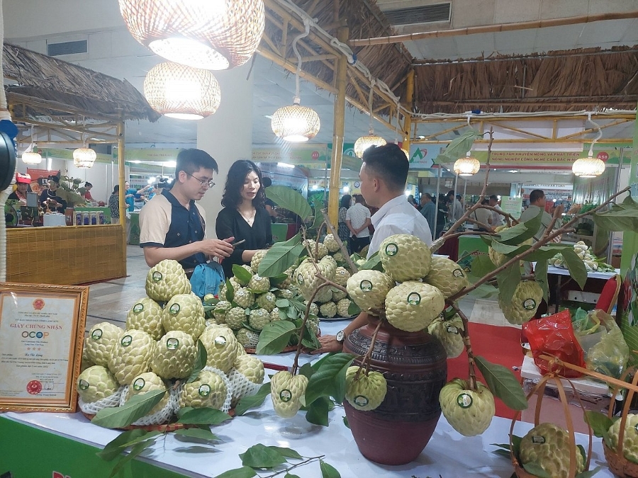 Nhiều mô hình thành công trong liên kết sản xuất tiêu thụ tại Lạng Sơn.
