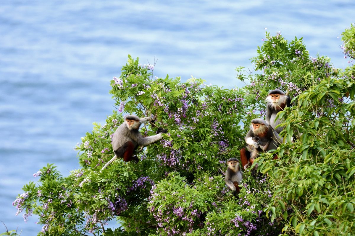 Khu bảo vệ cảnh quan gìn giữ hệ sinh thái rừng, bảo tồn động vật quý hiếm.