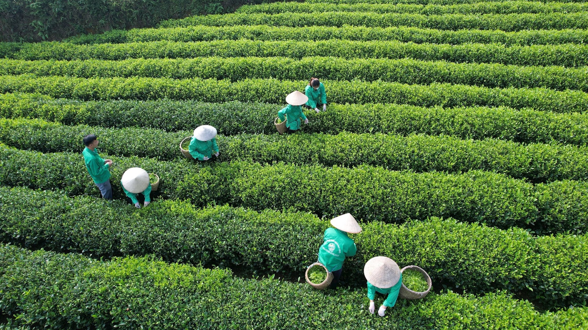 JICA và Nghệ An cùng hướng tới mục tiêu nông nghiệp thân thiện với môi trường và tăng trưởng xanh. Ảnh minh hoạ