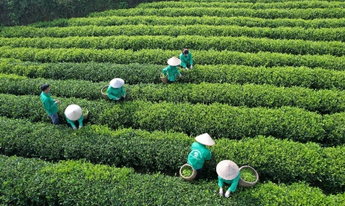 JICA hỗ trợ Nghệ An phát triển nông nghiệp xanh, ứng phó biến đổi khí hậu