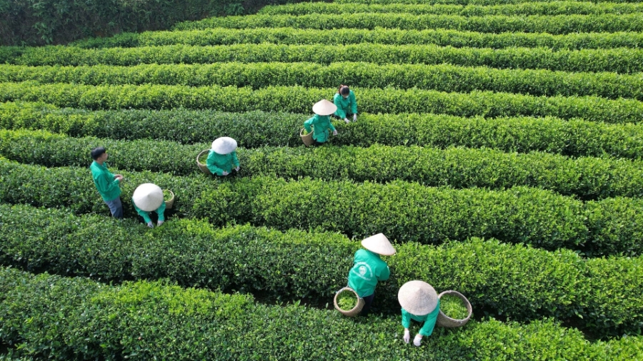 JICA và Nghệ An cùng hướng tới mục tiêu nông nghiệp thân thiện với môi trường và tăng trưởng xanh. Ảnh minh hoạ