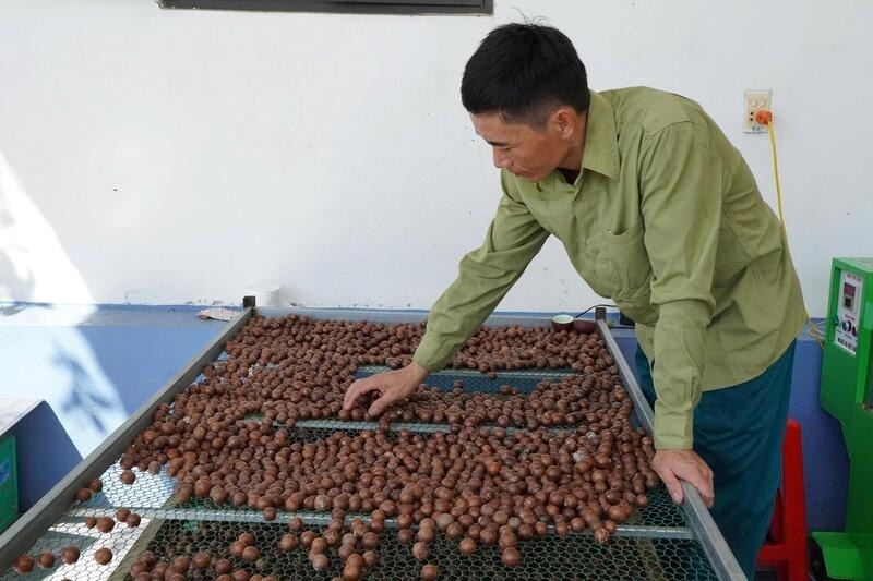 Hạt mắc ca được phân loại, sấy khô và đóng gói sản phẩm hạt mắc ca theo quy trình khép kín.