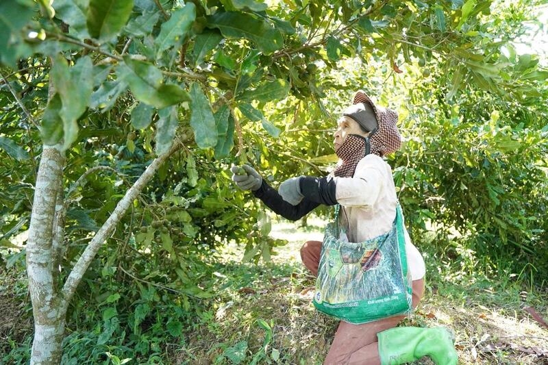 Người dân Thượng Ninh phấn khởi vì cây mắc ca đã giúp họ có thêm thu nhập ổn định.