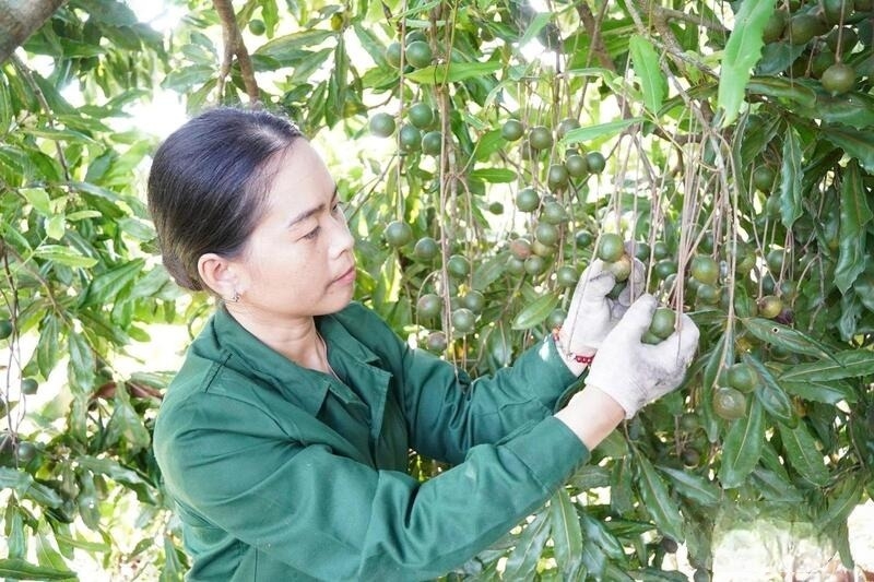 Niềm vui của vợ chồng anh Học, chị Thu khi mùa mắc ca lại được mùa, hạt chắc, giá cao. 