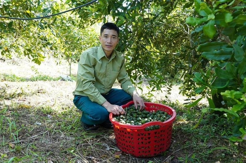 Anh Học thu hái những giỏ mắc ca đầu mùa.