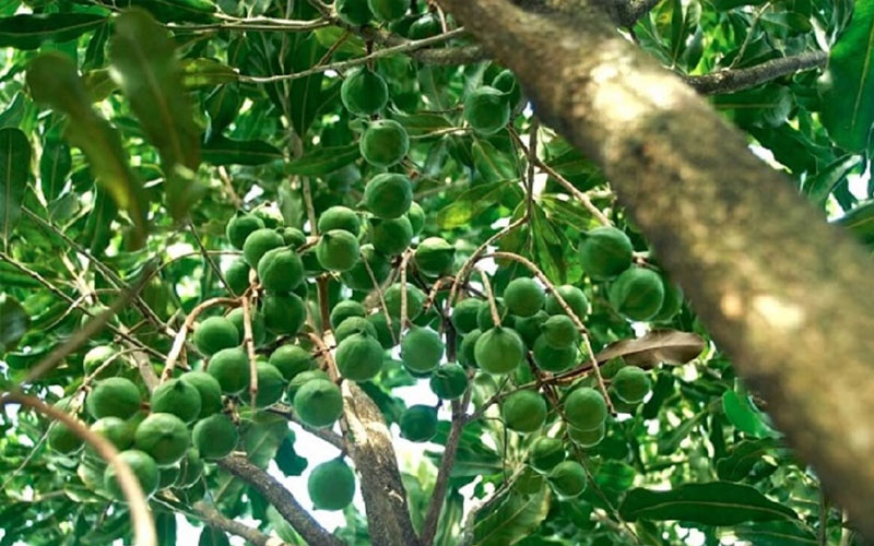 Trồng cây mắc ca mở ra hướng đi mới cho kinh tế địa phương.