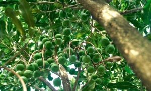 Những “trái ngọt” từ vùng đồi Thượng Ninh