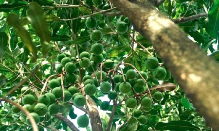 Những “trái ngọt” từ vùng đồi Thượng Ninh