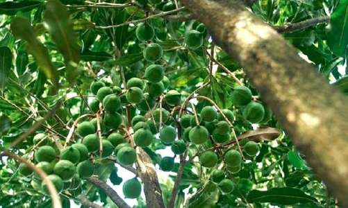 Những “trái ngọt” từ vùng đồi Thượng Ninh