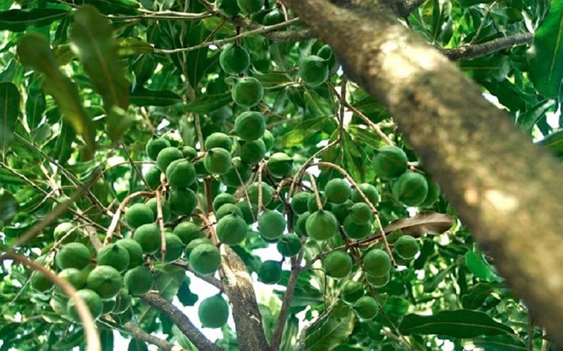Trồng cây mắc ca mở ra hướng đi mới cho kinh tế địa phương.