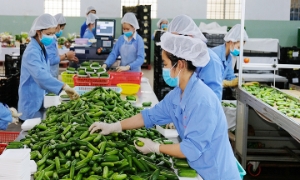 Kinh tế tuần hoàn: “Hộ chiếu xanh” cho hàng Việt xuất ngoại
