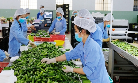Kinh tế tuần hoàn: “Hộ chiếu xanh” cho hàng Việt xuất ngoại