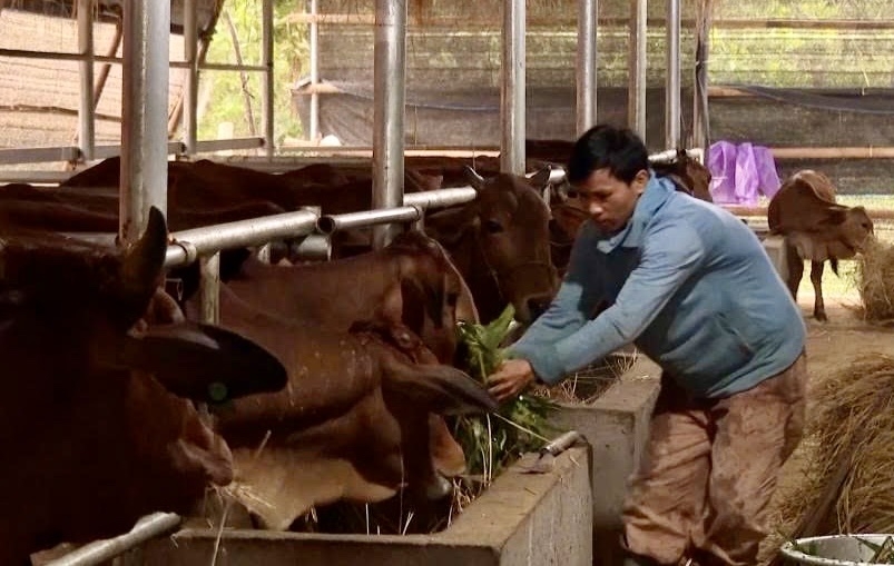 Mô hình chăn nuôi bò tập trung đã giúp bà con miền núi Quảng Ngãi ổn định cuộc sống và giảm nghèo.