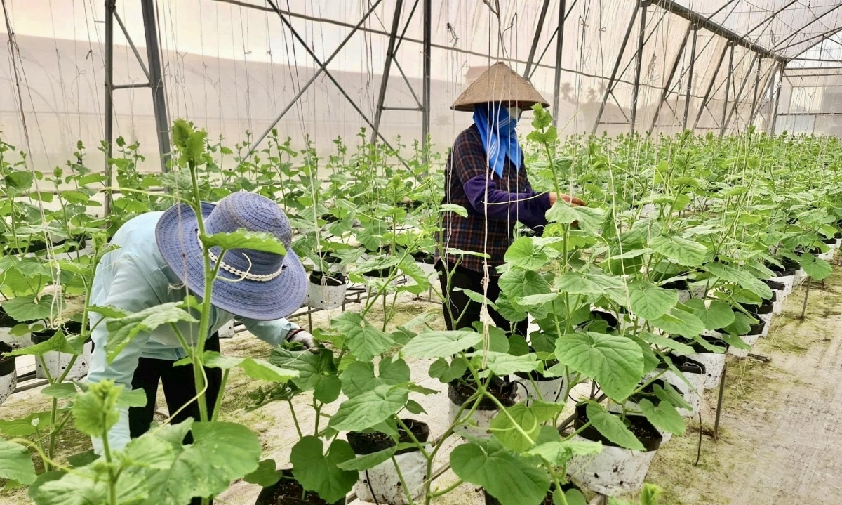 Trồng&nbsp; rau màu tại Nam Sách (Hải Phòng) giúp cho bà con tăng thu nhập, giảm nghèo.