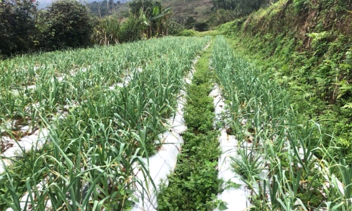 Tỏi Sanuki mở hướng kinh tế mới cho đồng bào Mông ở Na Ngoi