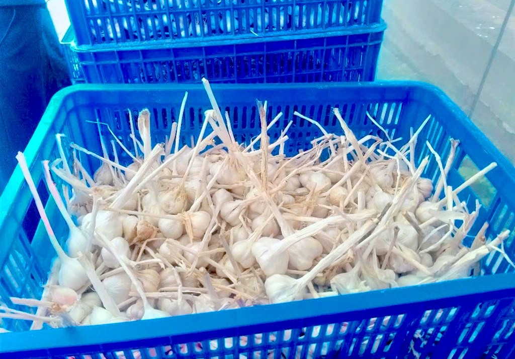 Sau thời gian trồng thử nghiệm tại xã Na Ngoi, tỏi Sanuki phát triển tốt và cho sản lượng cao.