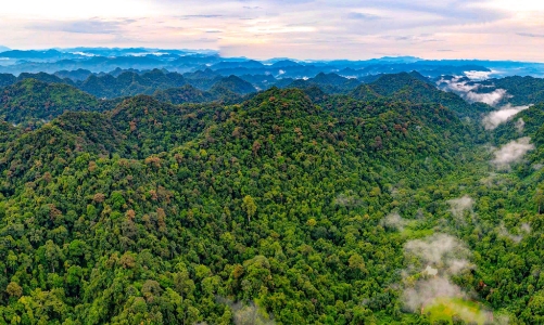 Liên kết vùng đệm tạo “lá chắn” giữ rừng Cúc Phương mãi xanh