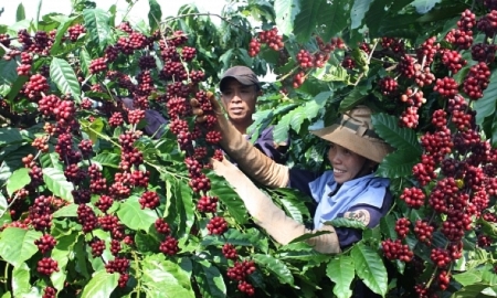 Xuất khẩu cà phê lập kỷ lục mới, hướng tới mốc 8 tỷ USD