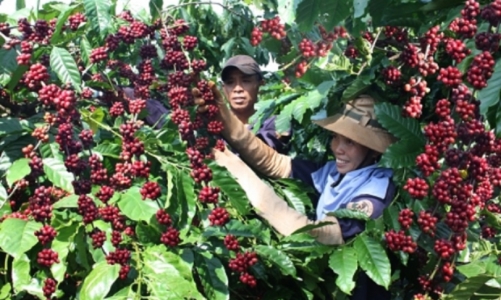 Xuất khẩu cà phê lập kỷ lục mới, hướng tới mốc 8 tỷ USD