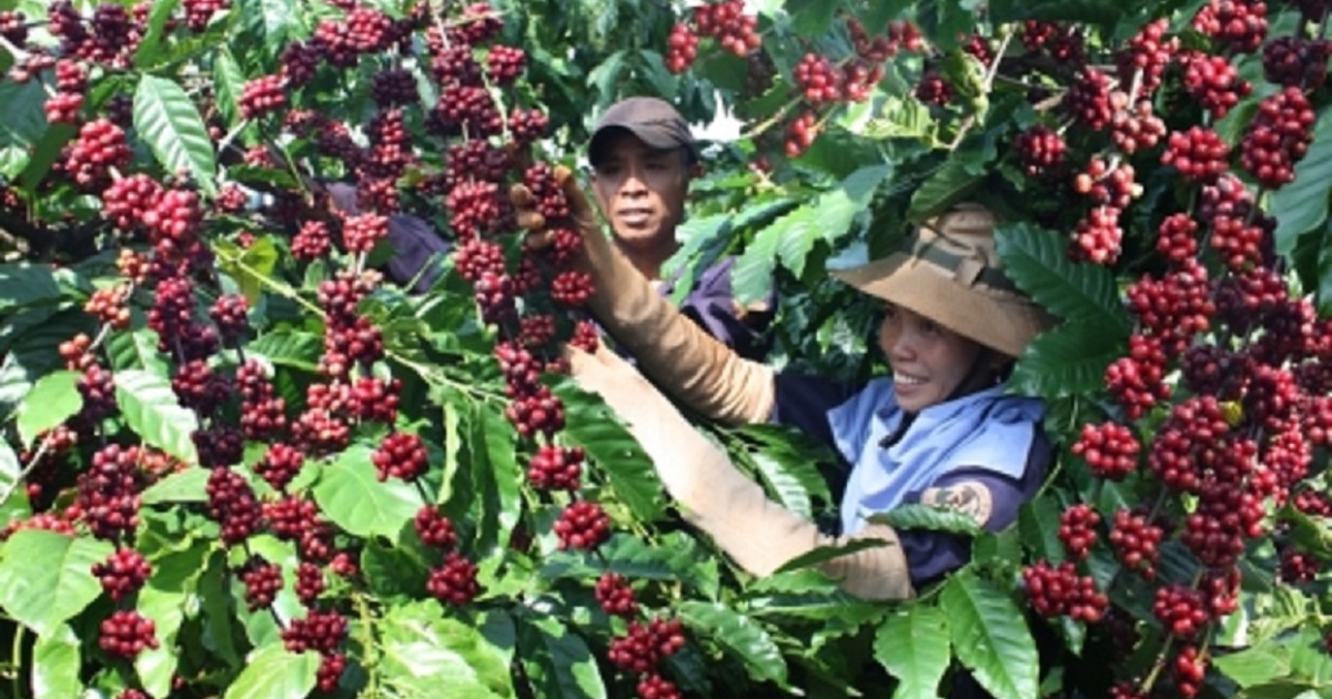 Xuất khẩu cà phê lập kỷ lục mới, hướng tới mốc 8 tỷ USD