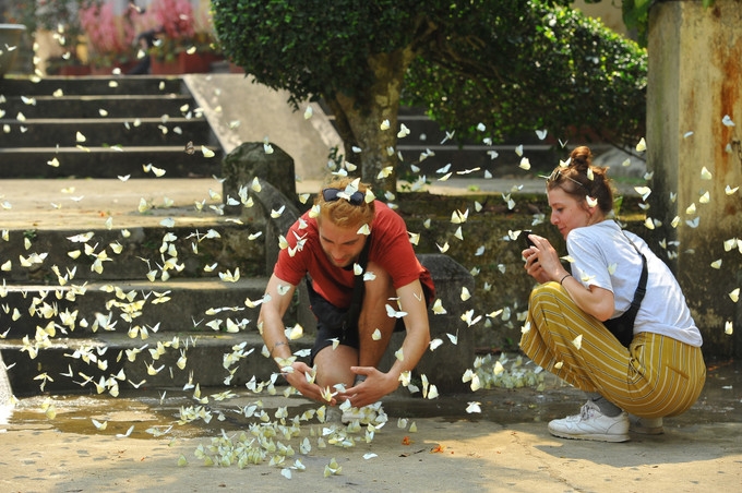 Mùa bướm rừng Cúc Phương nơi đây thu hút đông du khách trong và ngoài nước. Ảnh: Minh Đức
