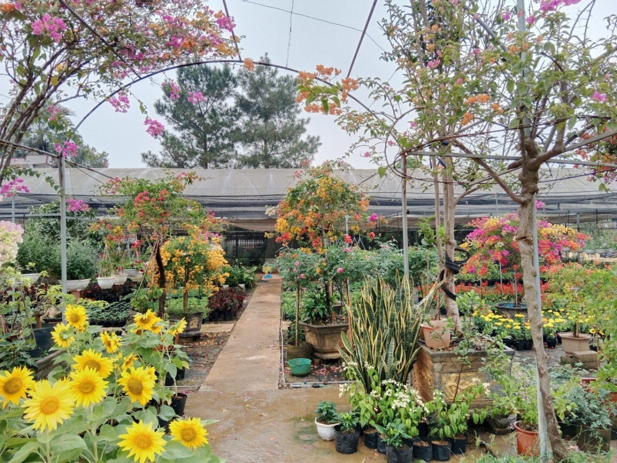 Tại xã Phúc Thọ, sản phẩm “Sắc hoa Tường Phiêu” được hình thành trên diện tích hơn 100 ha.