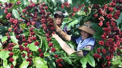 Vietnam’s coffee exports hit record $7bln in 9M