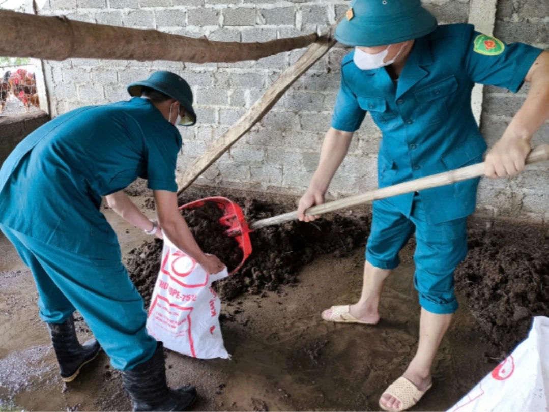 Lực lượng dân quân hỗ trợ các hợp tác xã vệ sinh chuồng trại sau bão, lũ