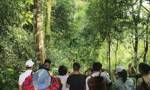 Hồi sinh rừng già, gieo hạt nhận thức xanh