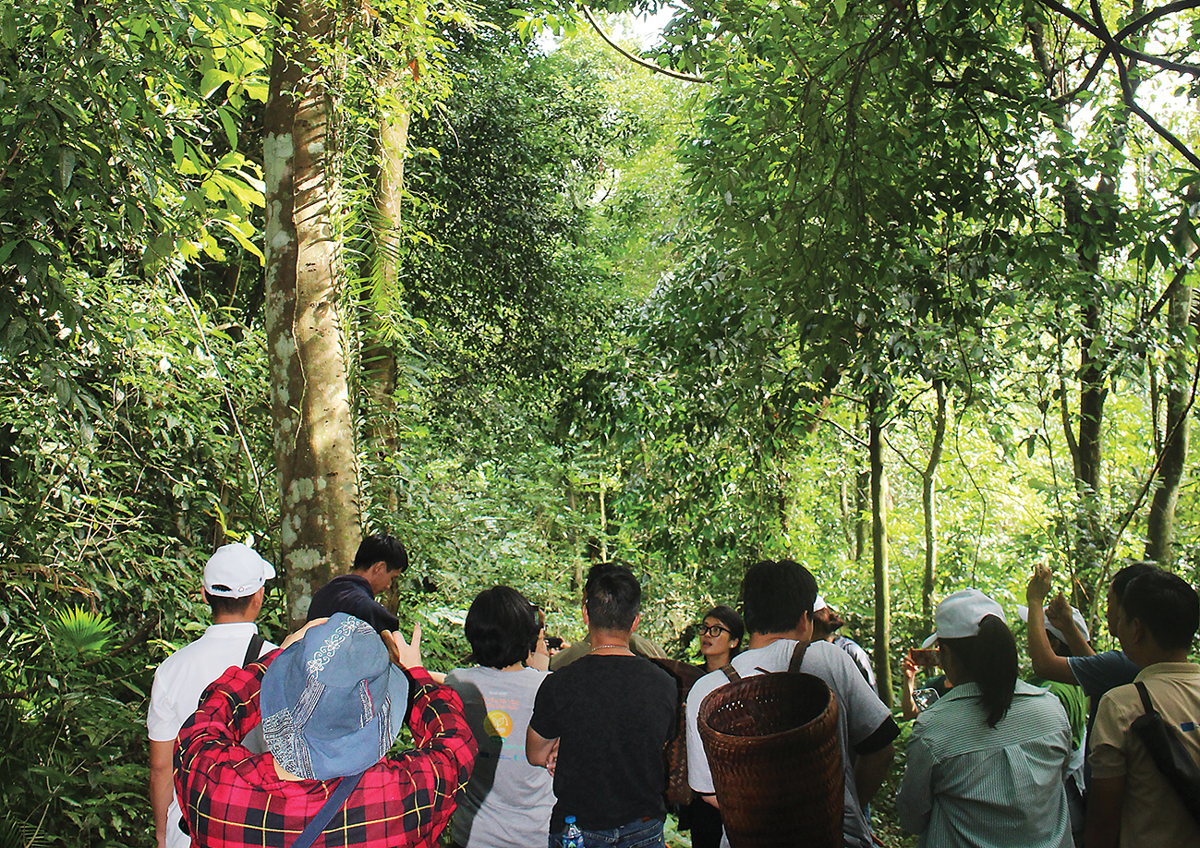 Trong rừng HEPA. Ảnh: Chu Khôi.