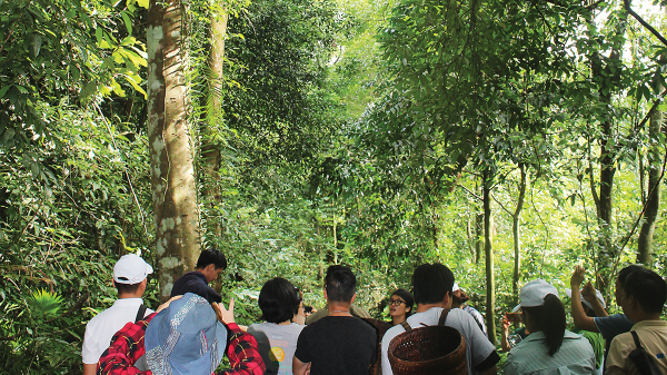 Hồi sinh rừng già, gieo hạt nhận thức xanh