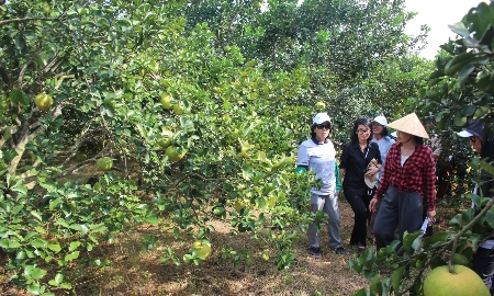 Phủ Quỳ: Nơi gìn giữ nguồn gen cây trồng và tri thức nông nghiệp sinh thái