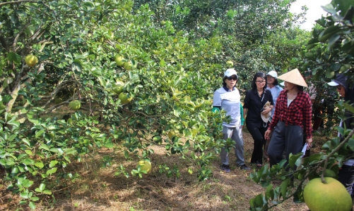 Phủ Quỳ: Nơi gìn giữ nguồn gen cây trồng và tri thức nông nghiệp sinh thái