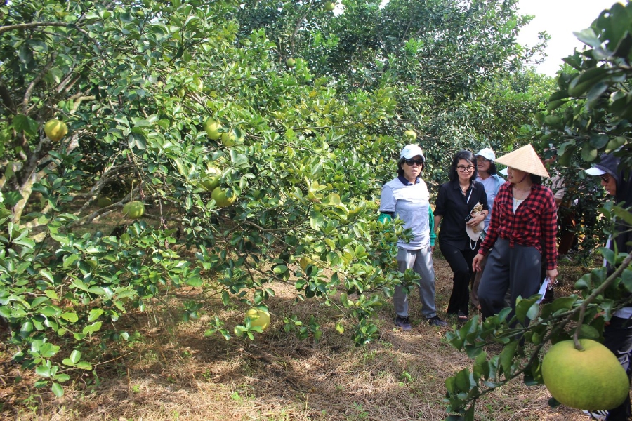 Trong vườn bảo tồn nguồn gen giống cây trồng của  Trung tâm Nghiên cứu Cây ăn quả và Cây công nghiệp Phủ Quỳ. Ảnh: Chu Khôi.