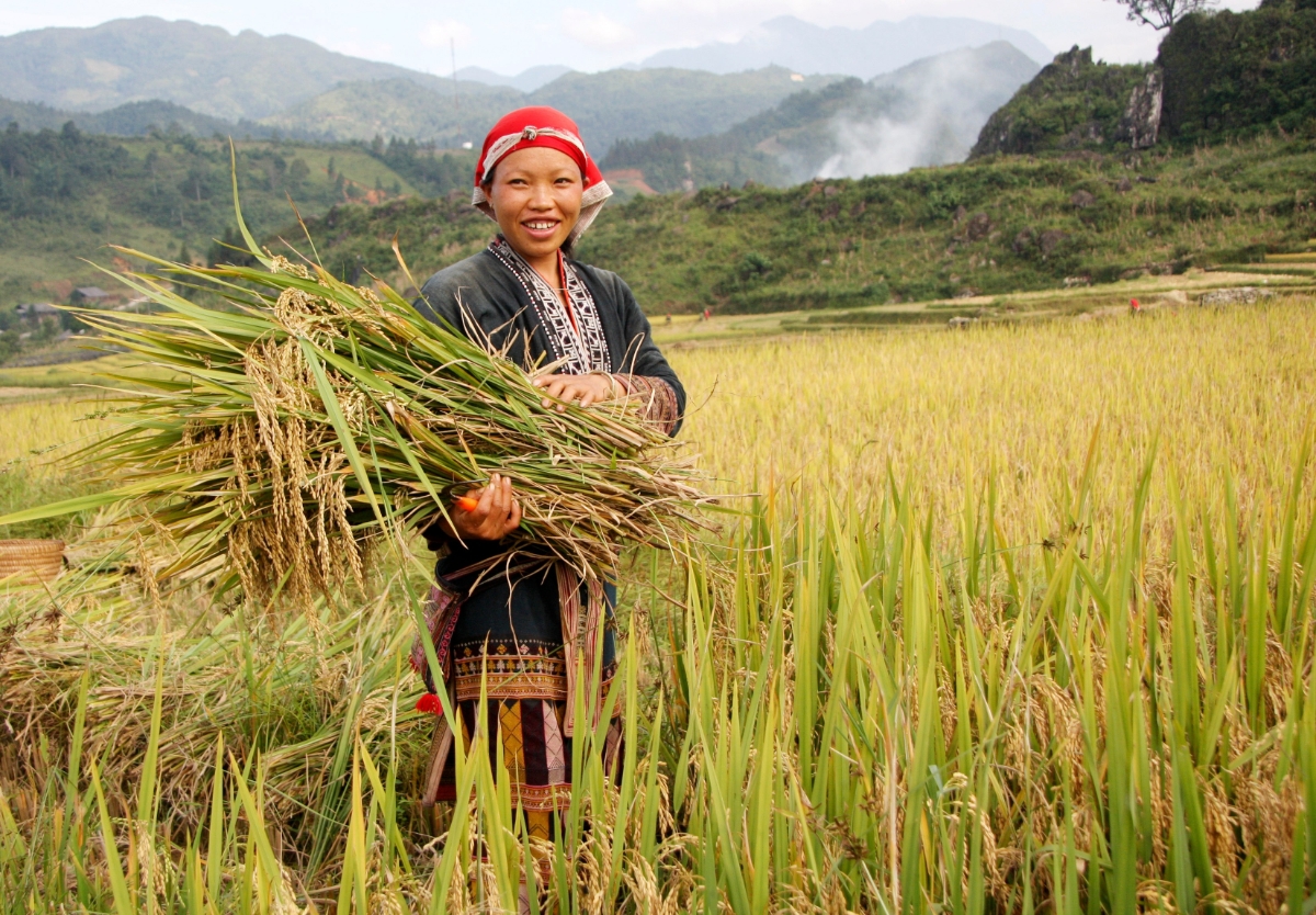 Thu hoạch lúa mùa của đồng bào Dao.