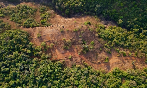 Các nhà đầu tư quản lý tài sản 3 nghìn tỷ USD kêu gọi các quốc gia ngừng phá rừng