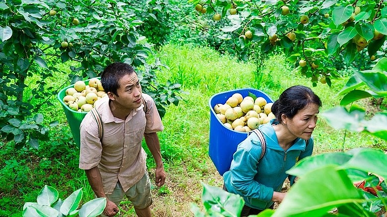 Cây lê được xác định là cây thoát nghèo ở tỉnh Lào Cai.