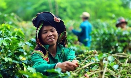 Lan tỏa mô hình nông nghiệp sinh thái tại Việt Nam