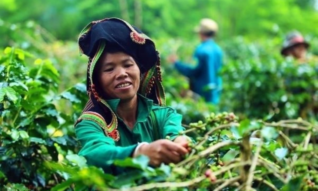 Người dân Mường Ảng thu hoạch cà phê Arabica sinh thái.