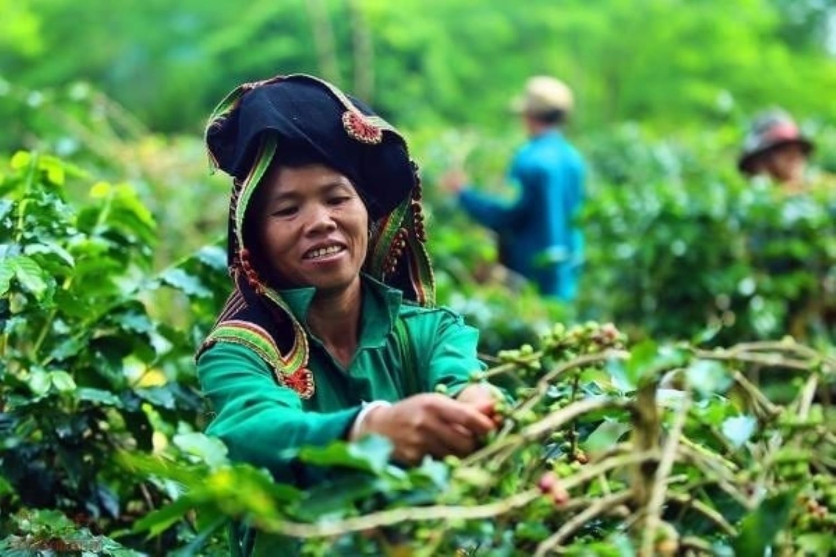 Người dân Mường Ảng thu hoạch cà phê Arabica sinh thái.