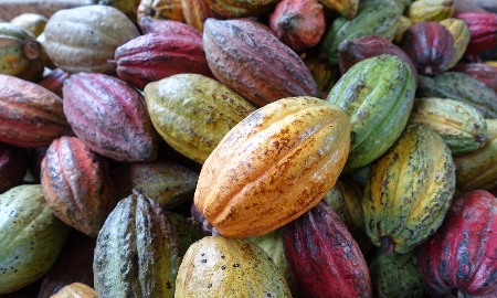 Đắk Lắk định hướng phát triển ca cao bền vững, gắn liền với tăng trưởng xanh và giảm phát thải