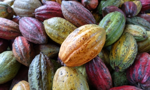 Đắk Lắk định hướng phát triển ca cao bền vững, gắn liền với tăng trưởng xanh và giảm phát thải