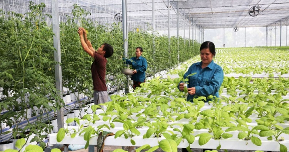 Trồng trọt phát thải thấp: Cụ thể hóa các mục tiêu phát triển nông nghiệp bền vững