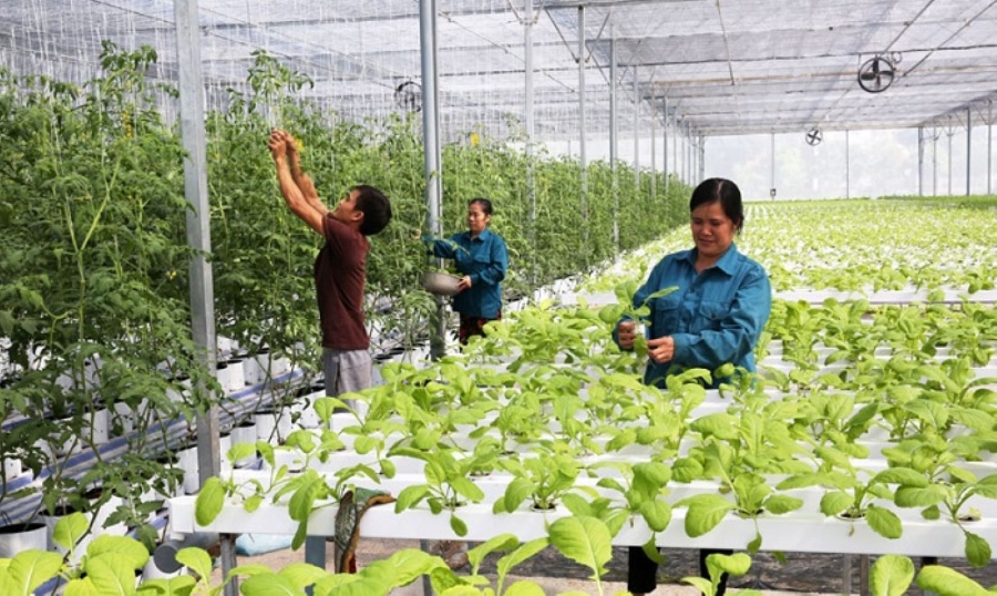 Đến năm 2030, ngành trồng trọt giảm ít nhất 15% tổng phát thải khí nhà kính. 