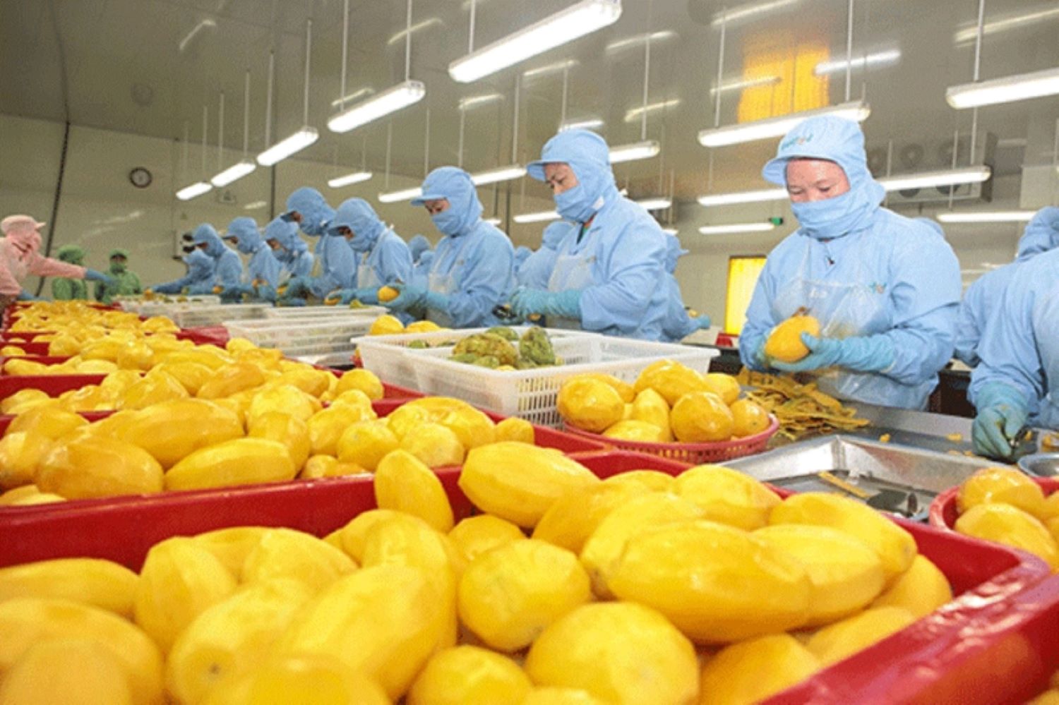 Xuất khẩu trái cây vẫn đang tăng trưởng mạnh mẽ.