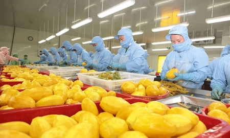 Xuất khẩu rau quả hướng tới kỷ lục mới, kỳ vọng vượt mốc 8 tỷ USD năm 2025