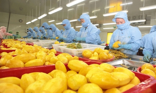 Xuất khẩu rau quả hướng tới kỷ lục mới, kỳ vọng vượt mốc 8 tỷ USD năm 2025