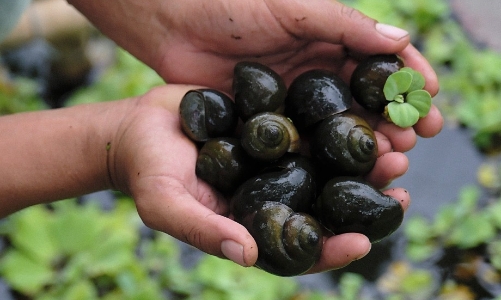 Nuôi “con ốc nhỏ” nhiều nông dân đổi đời