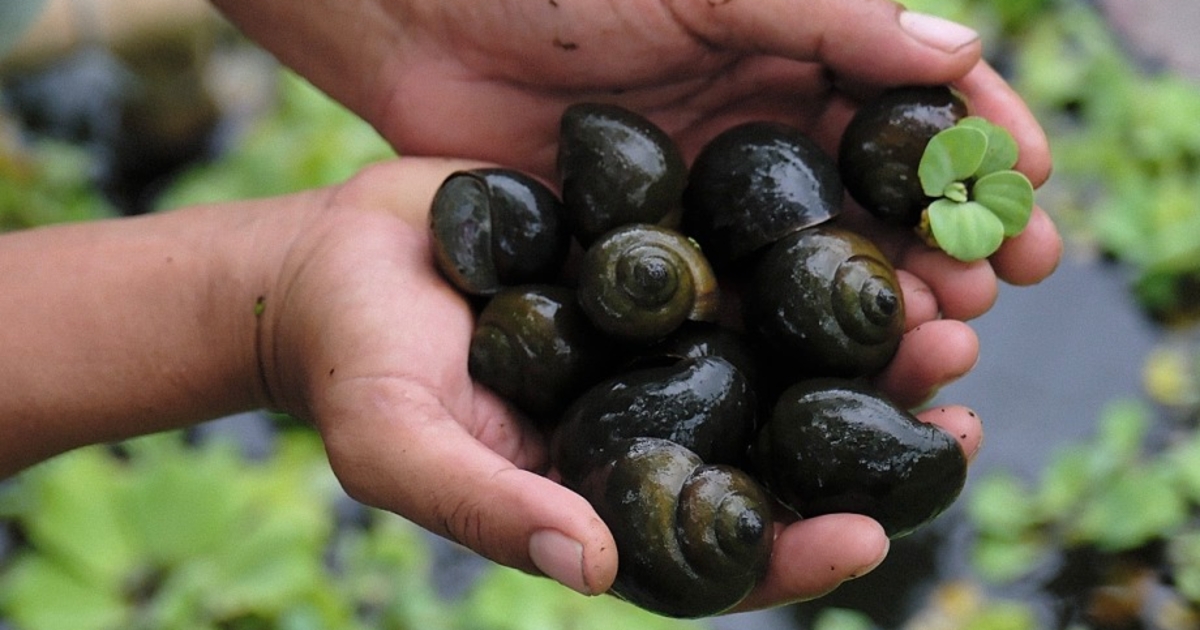 Nuôi “con ốc nhỏ” nhiều nông dân đổi đời