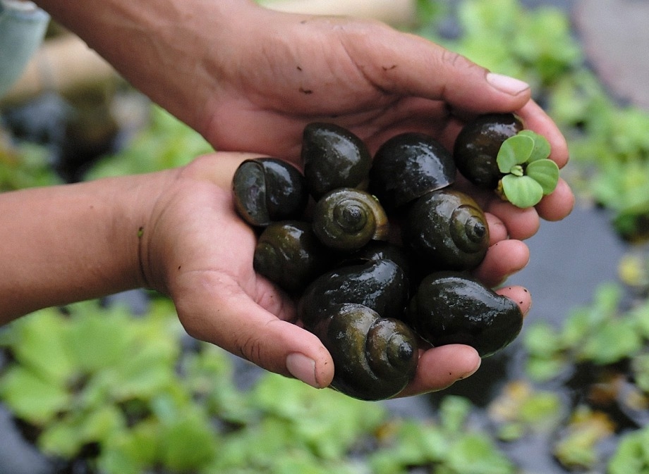 Nghề nuôi ốc giúp bà con tận dụng tốt các vùng đất trũng, tạo việc làm, nâng cao thu nhập.